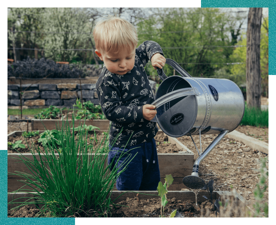 Small child holding a large watering can watering a vegetable garden